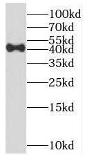 methyltransferase like 9 Antibody - BSA Free