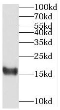 MED31 Antibody - BSA Free