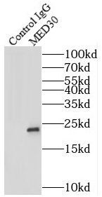 MED30 Antibody - BSA Free