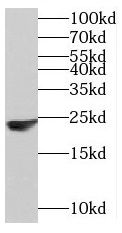 MED30 Antibody - BSA Free