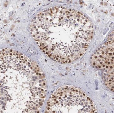 MED28 Antibody - BSA Free