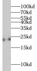 MED20 Antibody - BSA Free