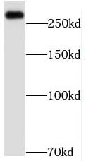 MED12L Antibody - BSA Free