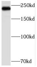 MED12 Antibody - BSA Free