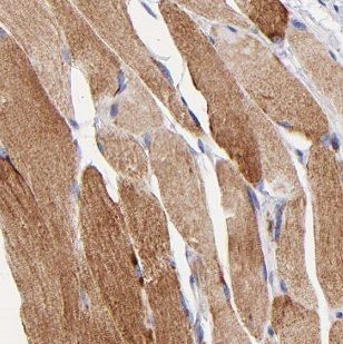 MBNL3 Antibody - BSA Free