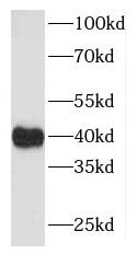 MAP9 Antibody - BSA Free