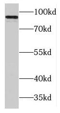 MAP4K1 Antibody - BSA Free