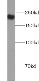 MAP4 Antibody - BSA Free