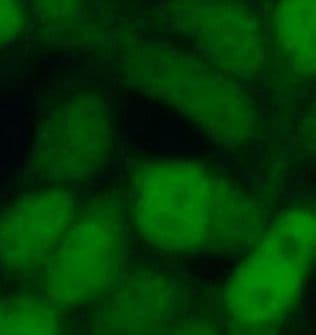 MAK16 Antibody - BSA Free