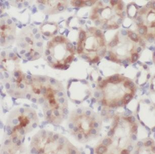 MAGIX Antibody - BSA Free