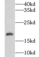 LYZL6 Antibody - BSA Free