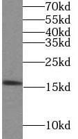 LYZL4 Antibody - BSA Free