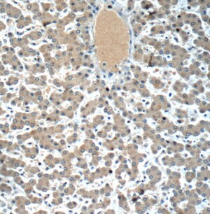 LYRM7 Antibody - BSA Free