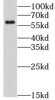 Ly-6G6F Antibody - BSA Free