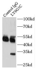 Ly-6G5C Antibody - BSA Free