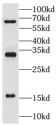 Ly-6G5C Antibody - BSA Free