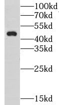 LUC7L2 Antibody - BSA Free