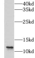 LSM8 Antibody - BSA Free
