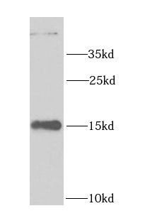 LSM4 Antibody - BSA Free