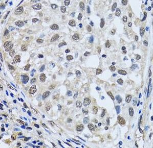 LSM4 Antibody - BSA Free