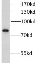 LRSAM1 Antibody - BSA Free