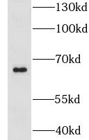 LRRC47 Antibody - BSA Free