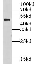 LRP2BP Antibody - BSA Free