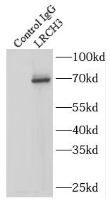 LRCH3 Antibody - BSA Free