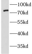 LMF2 Antibody - BSA Free
