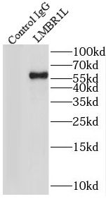 LMBR1L Antibody - BSA Free