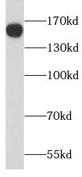 Liprin alpha 1 Antibody - BSA Free