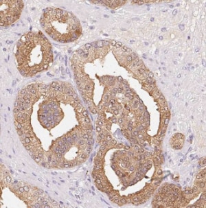 Liprin alpha 1 Antibody - BSA Free
