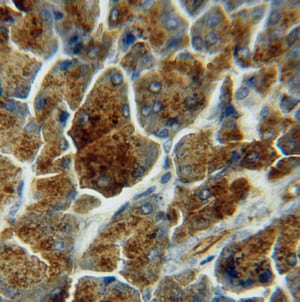 LIPH Antibody - BSA Free