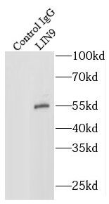 LIN9 Antibody - BSA Free