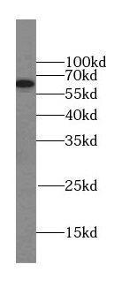 LGTN Antibody - BSA Free