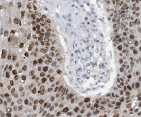 Lgi3 Antibody - BSA Free