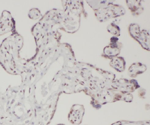 LETM2 Antibody - BSA Free