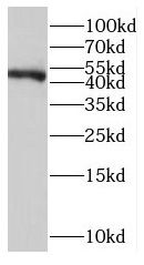 LDB1 Antibody - BSA Free