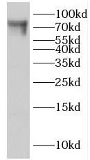 Lebercilin Antibody - BSA Free