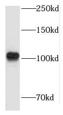LARS2 Antibody - BSA Free