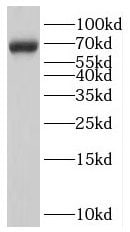 LARGE Antibody - BSA Free