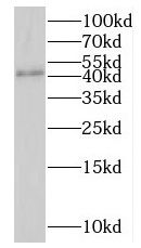 LANCL1 Antibody - BSA Free