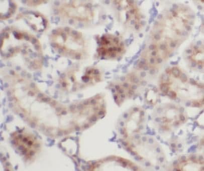 IFIT2 Antibody - BSA Free