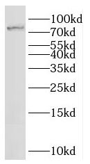IFFO Antibody - BSA Free