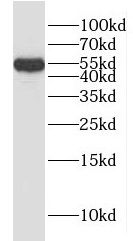 HYAL3 Antibody - BSA Free