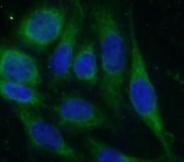 HVCN1 Antibody - BSA Free
