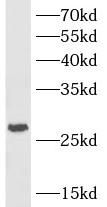 HVCN1 Antibody - BSA Free
