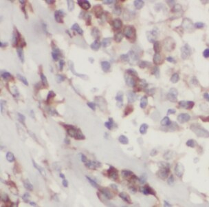 HuC Antibody - BSA Free