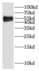 htrA4 Antibody - BSA Free