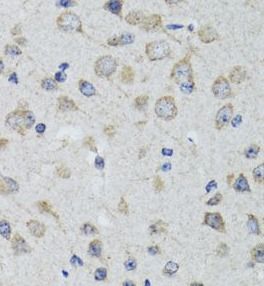 5-HT3A Antibody - BSA Free